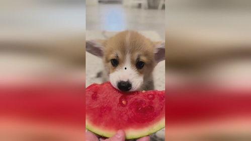 小狗吃瓜嚷,趣味横生的夏日趣事