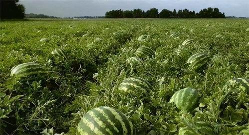 吃瓜付钱,新型支付方式引领潮流