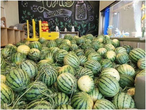 吃瓜活动有哪些,一场全民参与的趣味盛宴