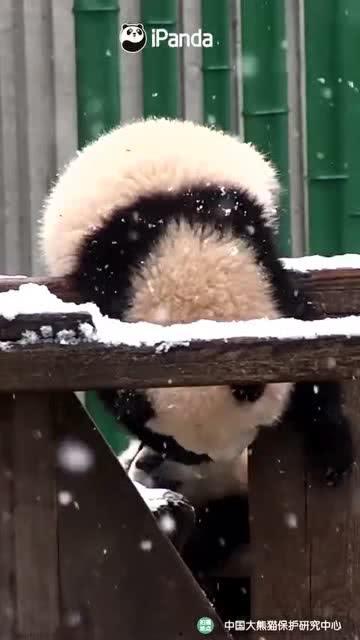 吃瓜小熊杭州,一场味蕾与文化的盛宴