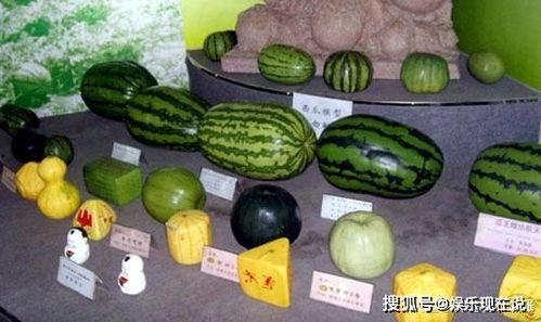 全靠吃瓜度过,揭秘全靠吃瓜度日的非凡人生