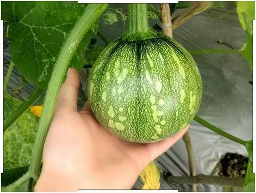 吃瓜小窝瓜特效,揭秘特效背后的神奇魅力