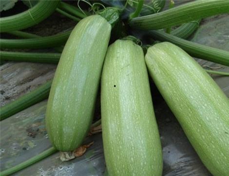 中午吃瓜的好处,健康又提神