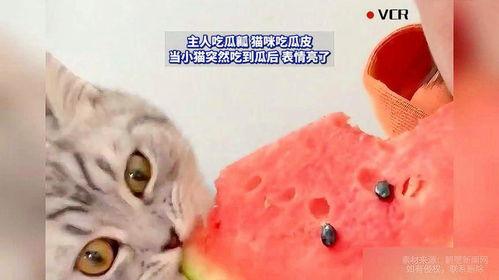 小猫吃瓜图片大全,小猫吃瓜图片大盘点