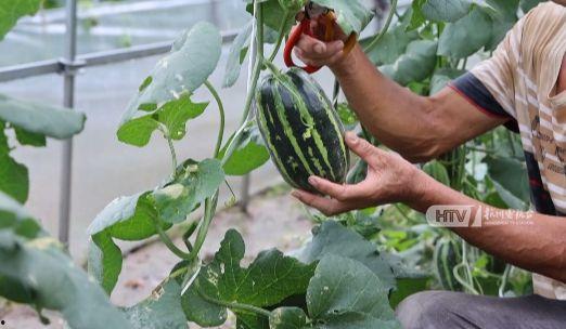 我在杭州吃瓜,一场味蕾与文化的碰撞之旅