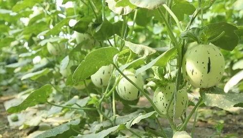 瓜州哪里吃西瓜,探寻瓜州最佳西瓜品尝地