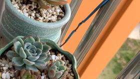 偃师朋友圈吃瓜,一场吃瓜盛宴背后的故事