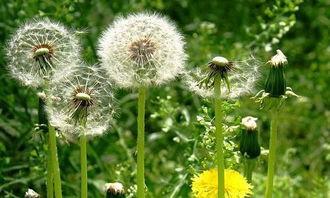 蒲公英男团吃瓜