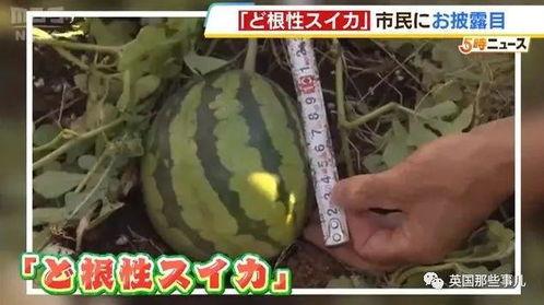 移植后吃瓜行吗,吃瓜无禁忌？揭秘术后饮食新观点