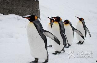 企鹅会抢瓜吃,企鹅争抢瓜果的欢乐时光