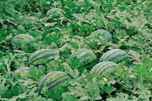 吃瓜鄂州资源,探寻吃瓜鄂州的独特魅力