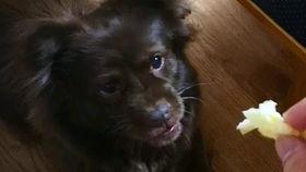 狗子与我吃瓜视频,一场欢乐的吃瓜盛宴